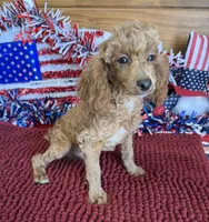 Finn, a male Poodle - Toy  for sale in Gaffney, SC – 6 of 6