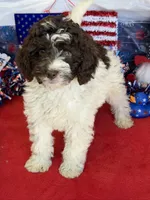 Sara, a female Miniature Goldendoodle for sale in Gaffney, SC – 7 of 7