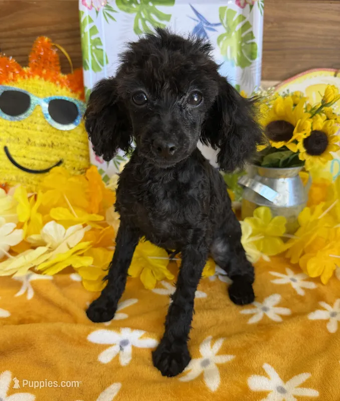 Lilly – Poodle - Toy  puppy for sale in Gaffney, SC