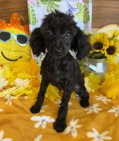 Lilly, a female Poodle - Toy  for sale in Gaffney, SC – 1 of 5