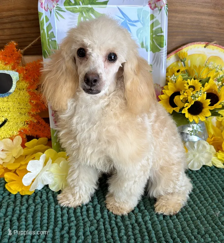 Pansy – Poodle - Toy  puppy for sale in Gaffney, SC