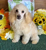 Pansy, a female Poodle - Toy  for sale in Gaffney, SC – 1 of 7