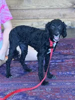 Jet, a female Miniature Labradoodle for sale in Gaffney, SC – 4 of 6