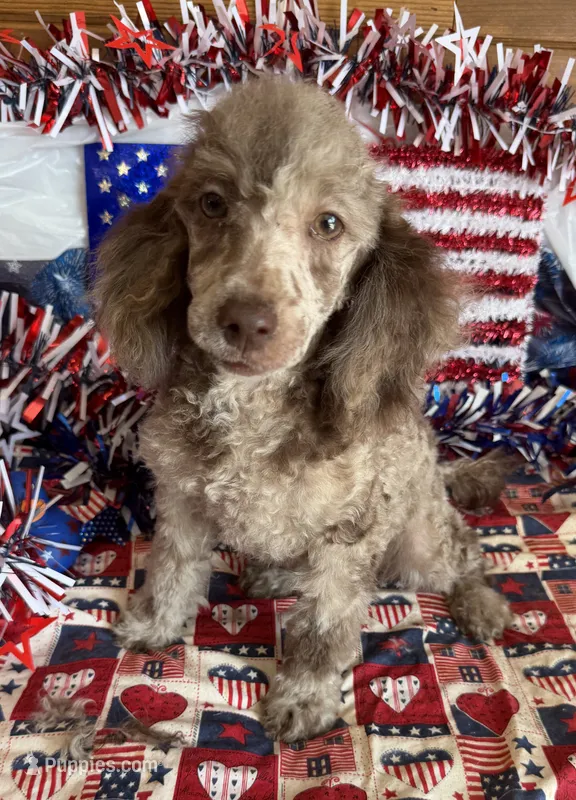 Speckles – Poodle - Toy  puppy for sale in Gaffney, SC