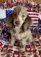 Speckles, a male Poodle - Toy  for sale in Gaffney, SC – 1 of 4