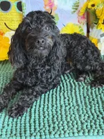 Rocky, a male Cockapoo for sale in Gaffney, SC – 2 of 4