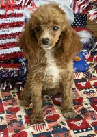 Pixie, a female Poodle - Toy  for sale in Gaffney, SC – 3 of 3