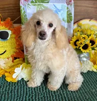 Pansy, a female Poodle - Toy  for sale in Gaffney, SC – 3 of 7