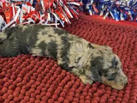 Bella, a female Cockapoo for sale in Gaffney, SC – 2 of 3