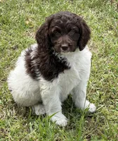 Maxx, a male Miniature Goldendoodle for sale in Gaffney, SC – 3 of 5