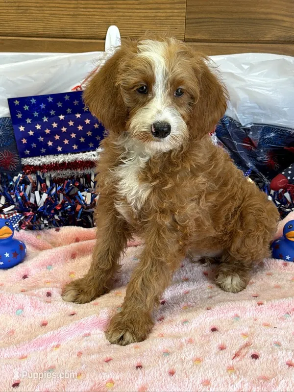 Casanova – Miniature Labradoodle puppy for sale in Gaffney, SC