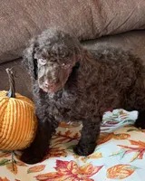 Herbie, a male Poodle - Miniature  for sale in Gaffney, SC – 2 of 3