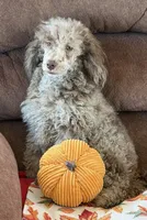 Speckles, a male Poodle - Toy  for sale in Gaffney, SC – 3 of 5