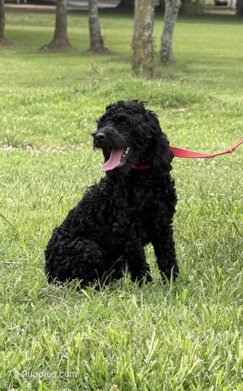 Rocky – Cockapoo puppy for sale in Gaffney, SC