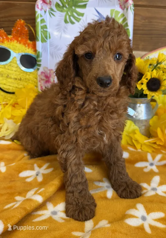 Paul – Miniature Labradoodle puppy for sale in Gaffney, SC