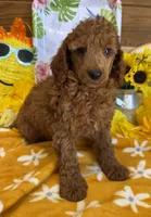 Paul, a male Miniature Labradoodle for sale in Gaffney, SC – 1 of 3