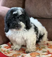 Molly, a female Cockapoo for sale in Gaffney, SC – 5 of 5
