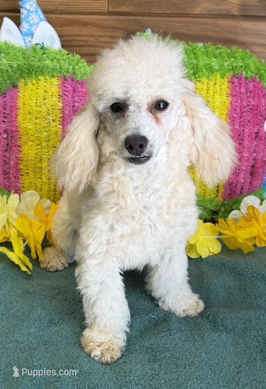 Newton – Poodle - Toy  puppy for sale in Gaffney, SC