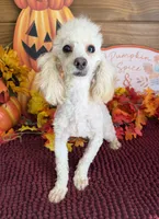 Pansy, a female Poodle - Toy  for sale in Gaffney, SC – 2 of 3