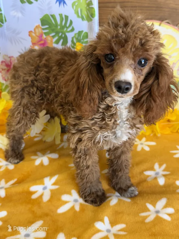 Pixie – Poodle - Toy  puppy for sale in Gaffney, SC
