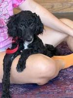 Jet, a female Miniature Labradoodle for sale in Gaffney, SC – 2 of 6