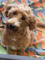 Tanzy, a female Miniature Labradoodle for sale in Gaffney, SC – 8 of 8
