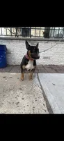 Batman, a male American Pit Bull Terrier for sale in Jersey City, NJ – Photo 1 of 5