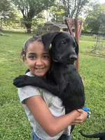 Delila , a female Cane Corso and Goldendoodle for sale in Manchester, TN – 3 of 4
