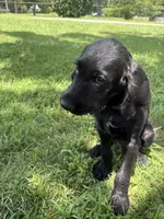 Ziggy, a male Cane Corso and Goldendoodle for sale in Manchester, TN – 5 of 10