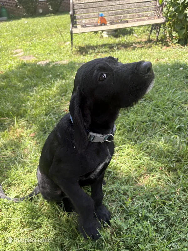 Ziggy – Cane Corso, Goldendoodle puppy for sale in Manchester, TN