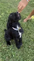 Rustina, a female Cane Corso and Goldendoodle for sale in Manchester, TN – 3 of 10