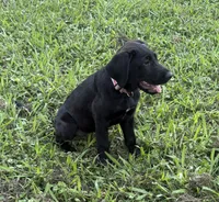 Delila , a female Cane Corso and Goldendoodle for sale in Manchester, TN – 2 of 4