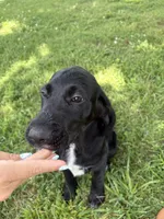 Rainbow, a female Cane Corso and Goldendoodle for sale in Manchester, TN – 6 of 10