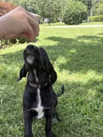 Rainbow, a female Cane Corso and Goldendoodle for sale in Manchester, TN – 5 of 10