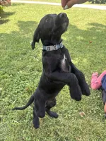 Ziggy, a male Cane Corso and Goldendoodle for sale in Manchester, TN – 4 of 10