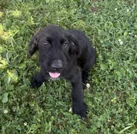 Rustina, a female Cane Corso and Goldendoodle for sale in Manchester, TN – 4 of 10