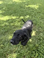 Ziggy, a male Cane Corso and Goldendoodle for sale in Manchester, TN – 7 of 10