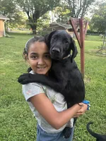 Delila , a female Cane Corso and Goldendoodle for sale in Manchester, TN – 4 of 4