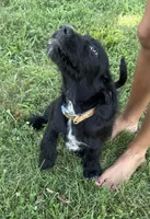 Rustina, a female Cane Corso and Goldendoodle for sale in Manchester, TN – 8 of 10