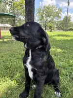 Rainbow, a female Cane Corso and Goldendoodle for sale in Manchester, TN – 8 of 10