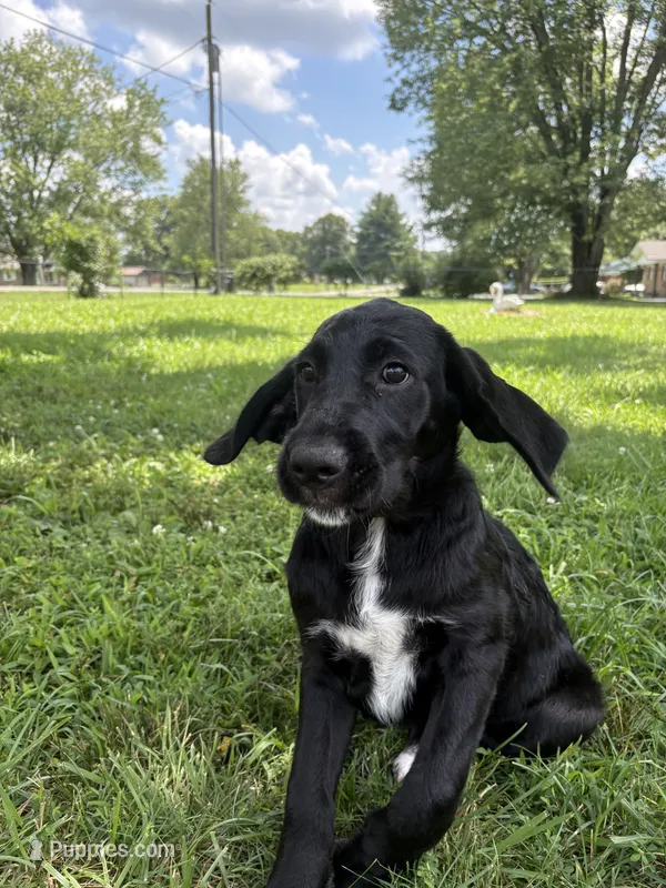 Rainbow – Cane Corso, Goldendoodle puppy for sale in Manchester, TN