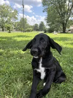 Rainbow, a female Cane Corso and Goldendoodle for sale in Manchester, TN – 1 of 10