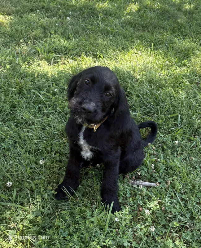 Rustina – Cane Corso, Goldendoodle puppy for sale in Manchester, TN