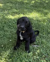Rustina, a female Cane Corso and Goldendoodle for sale in Manchester, TN – 1 of 10