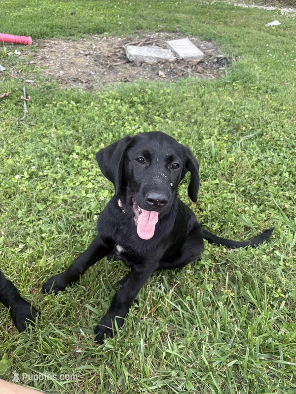 Delila  – Cane Corso, Goldendoodle puppy for sale in Manchester, TN
