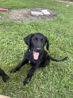 Delila , a female Cane Corso and Goldendoodle for sale in Manchester, TN – 1 of 4