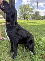 Rainbow, a female Cane Corso and Goldendoodle for sale in Manchester, TN – 7 of 10
