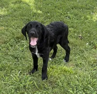 Rainbow, a female Cane Corso and Goldendoodle for sale in Manchester, TN – 2 of 10