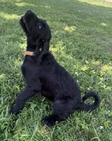 Rustina, a female Cane Corso and Goldendoodle for sale in Manchester, TN – 9 of 10