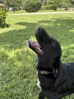 Rainbow, a female Cane Corso and Goldendoodle for sale in Manchester, TN – 4 of 10